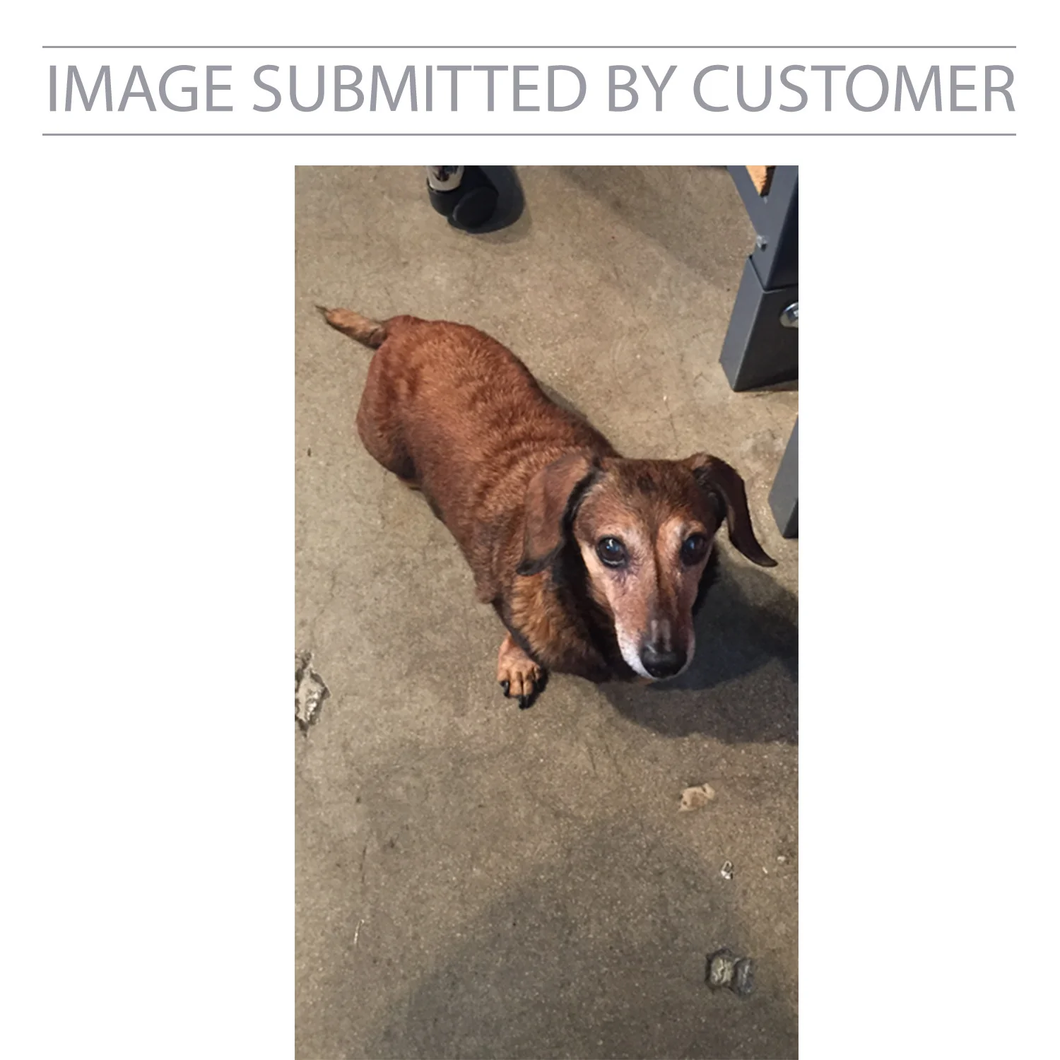 Brown Dachshund Custom Pinata - Image 2